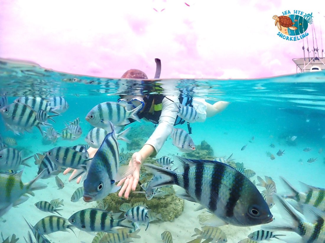 ดำน้ำชมปะการัง — ซีไซต์ ทราเวล แสมสาร